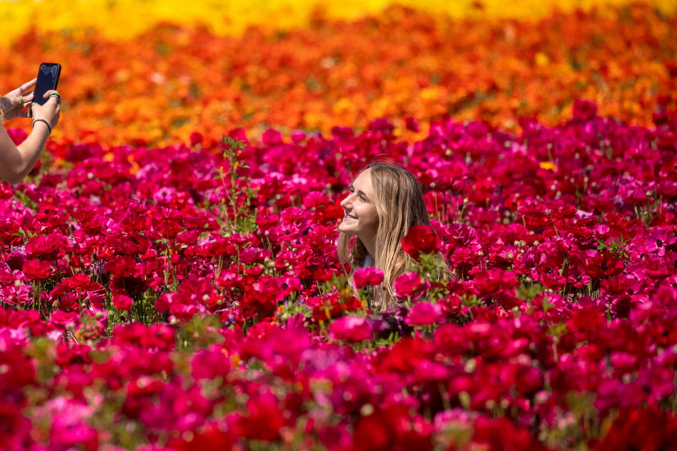 Fotos: Campos de flores de cuento en San Diego (California)