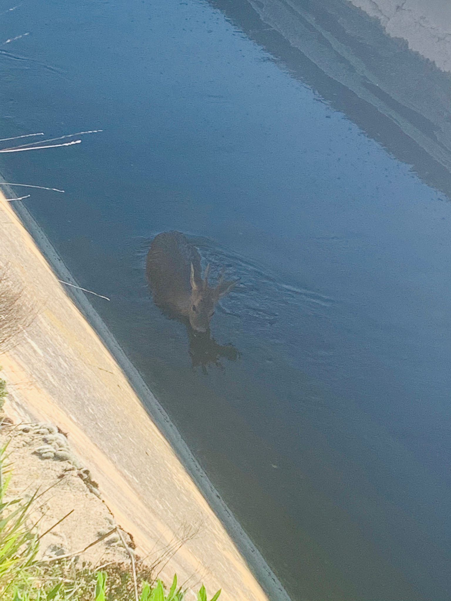 Imagen secundaria 1 - Vecinos rescatan a otro corzo del canal de Argómaniz