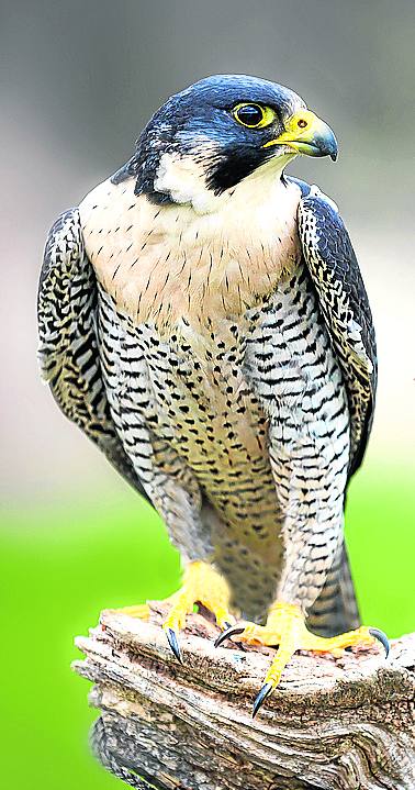 Imagen - Ejemplar de halcón peregrino.