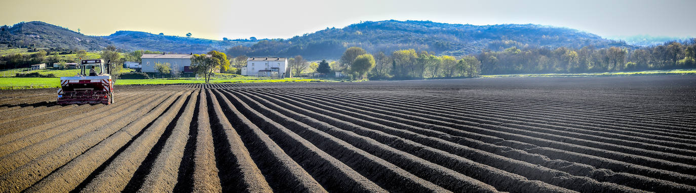 Fotos: Nacerán y se llamarán Monalisa y Lucinda