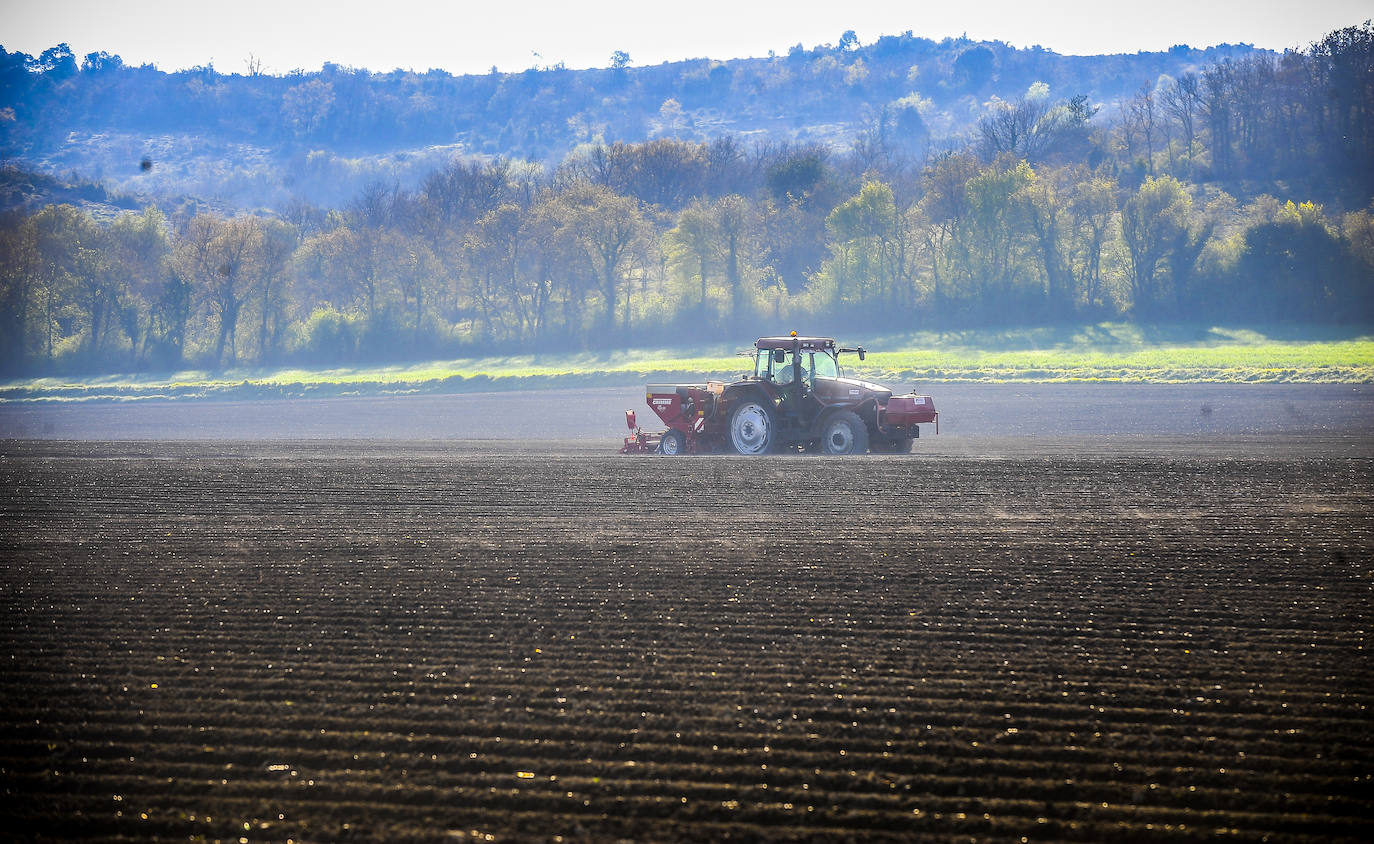 Fotos: Nacerán y se llamarán Monalisa y Lucinda