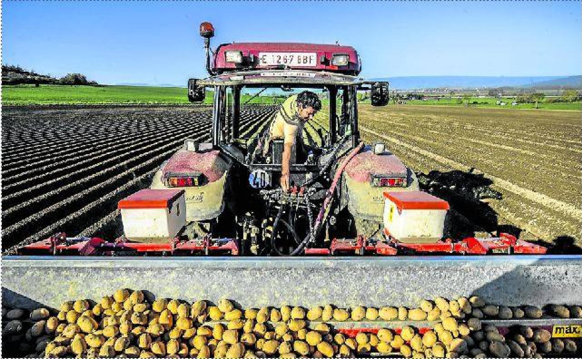Javier, en plena siembra de la patata en una finca de Arangiz. El motor del tractor apenas consigue ahogar los ecos de los disparos del cercano campo de maniobras de Araca.