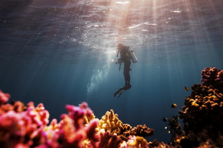 La investigadora Michelle Havlik de Australia recupera un equipo mientras se sumerge durante un viaje de investigación en el Mar Rojo.