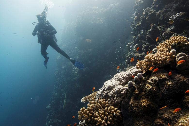 Un buzo nada sobre un arrecife de coral.