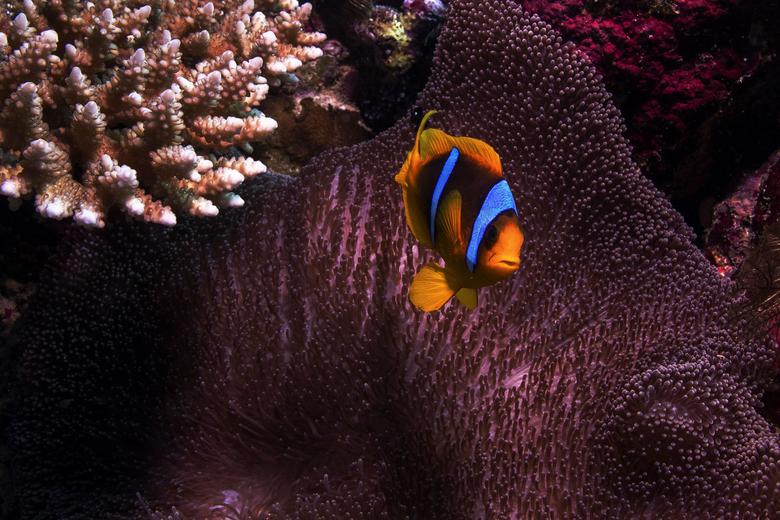 Los peces nadan sobre un arrecife de coral 