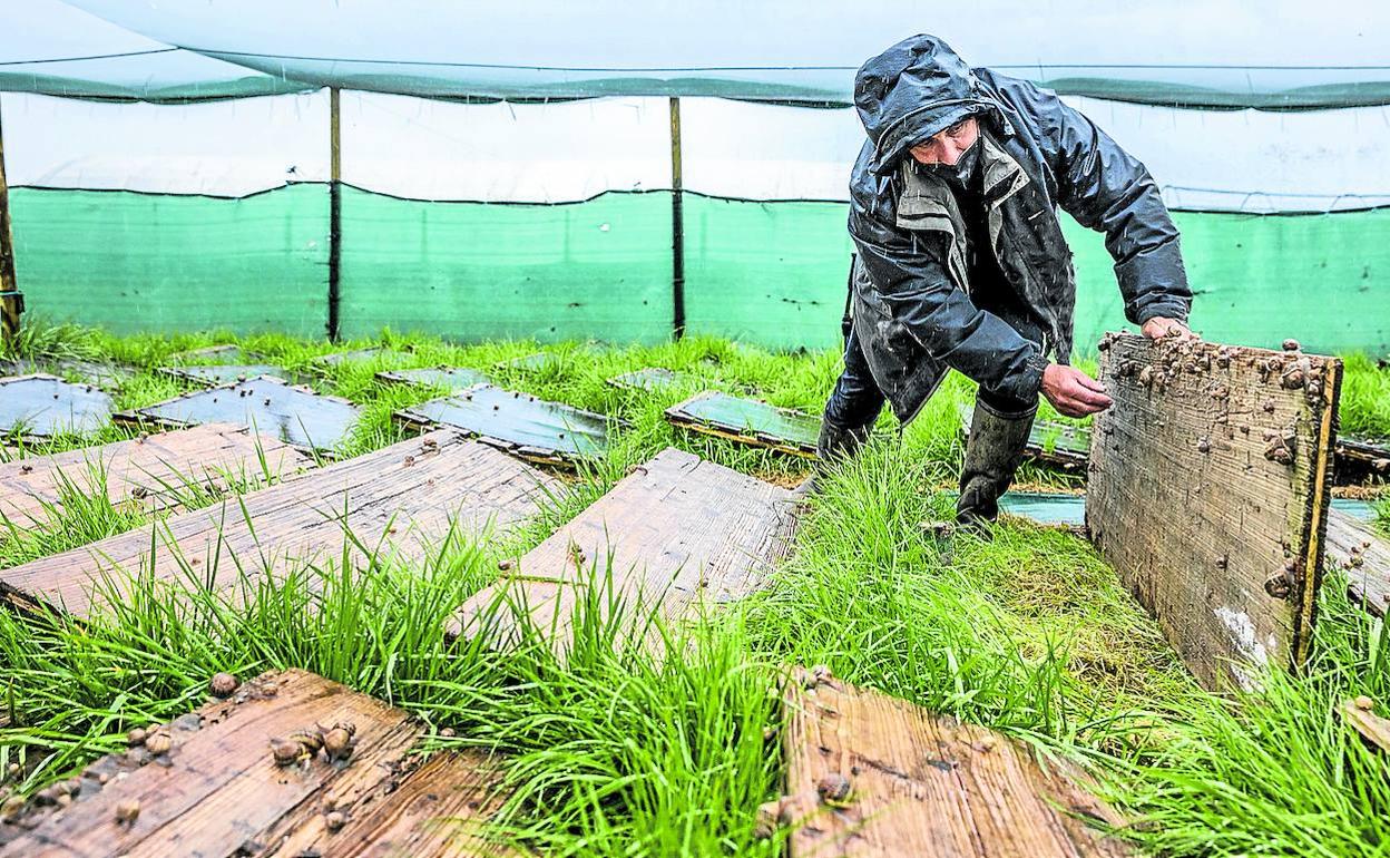Los animales viven en un espacio acotado y provisto de hileras bajo las que acostumbran a refugiarse. 