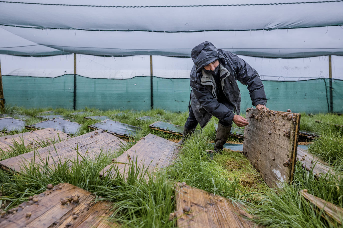 Fotos: El rebaño más dócil