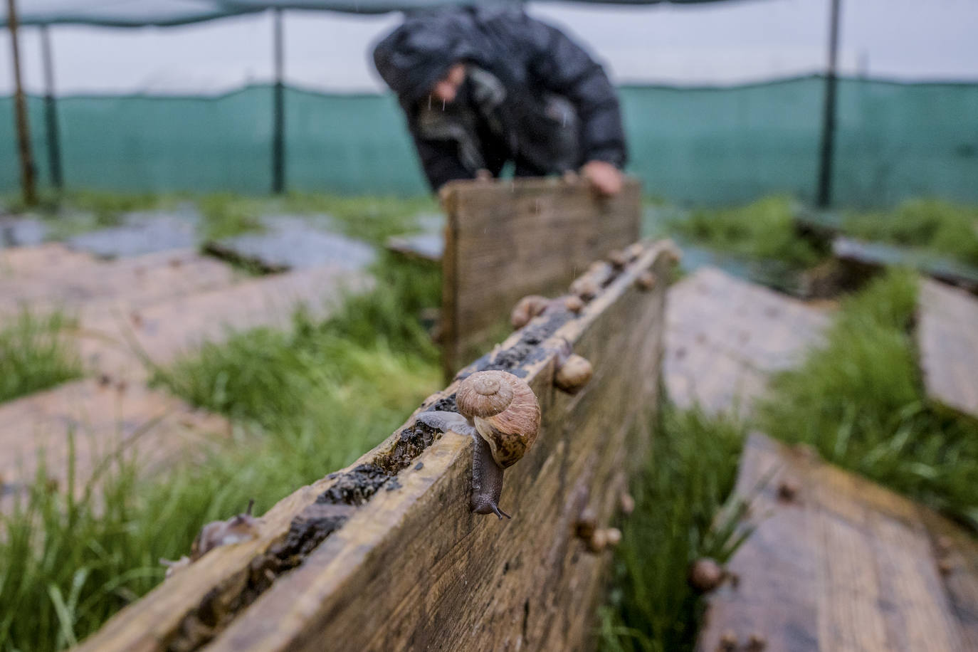 Fotos: El rebaño más dócil