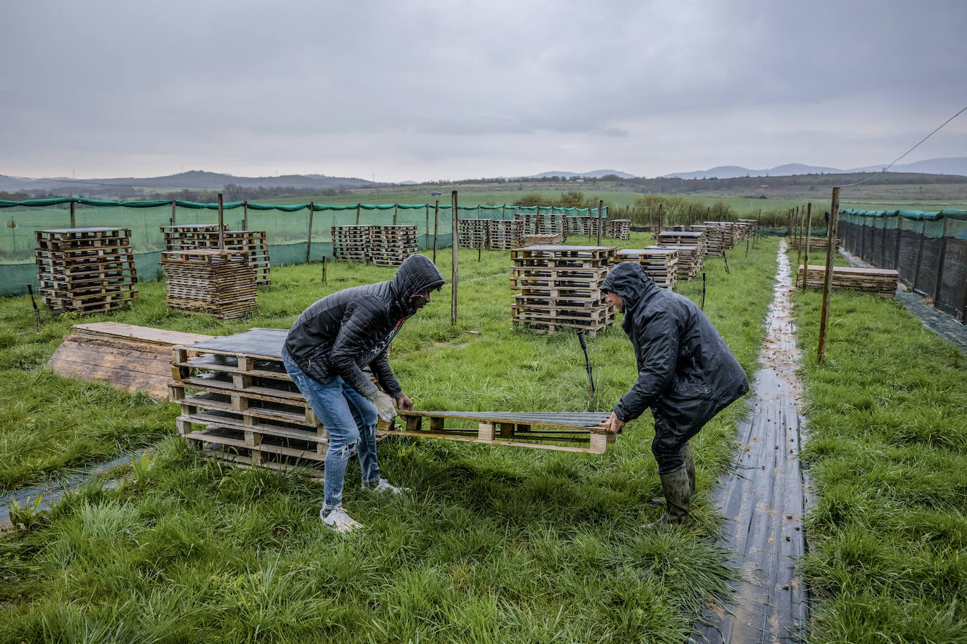 Fotos: El rebaño más dócil