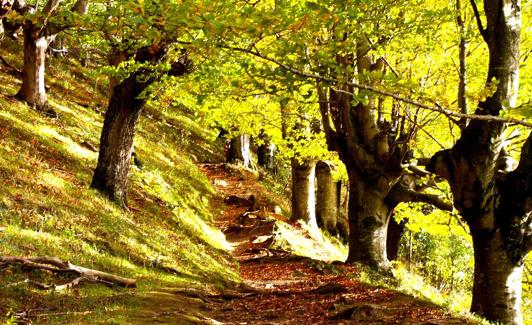 Un sendero atraviesa el hayedo.