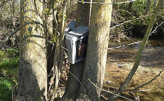 Entre los árboles del cace incluso apaarecen aparatos electrónicos. 