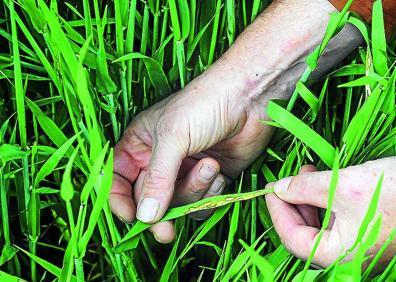 Imagen secundaria 1 - «Los agricultores no envenenamos a la gente, la alimentamos»