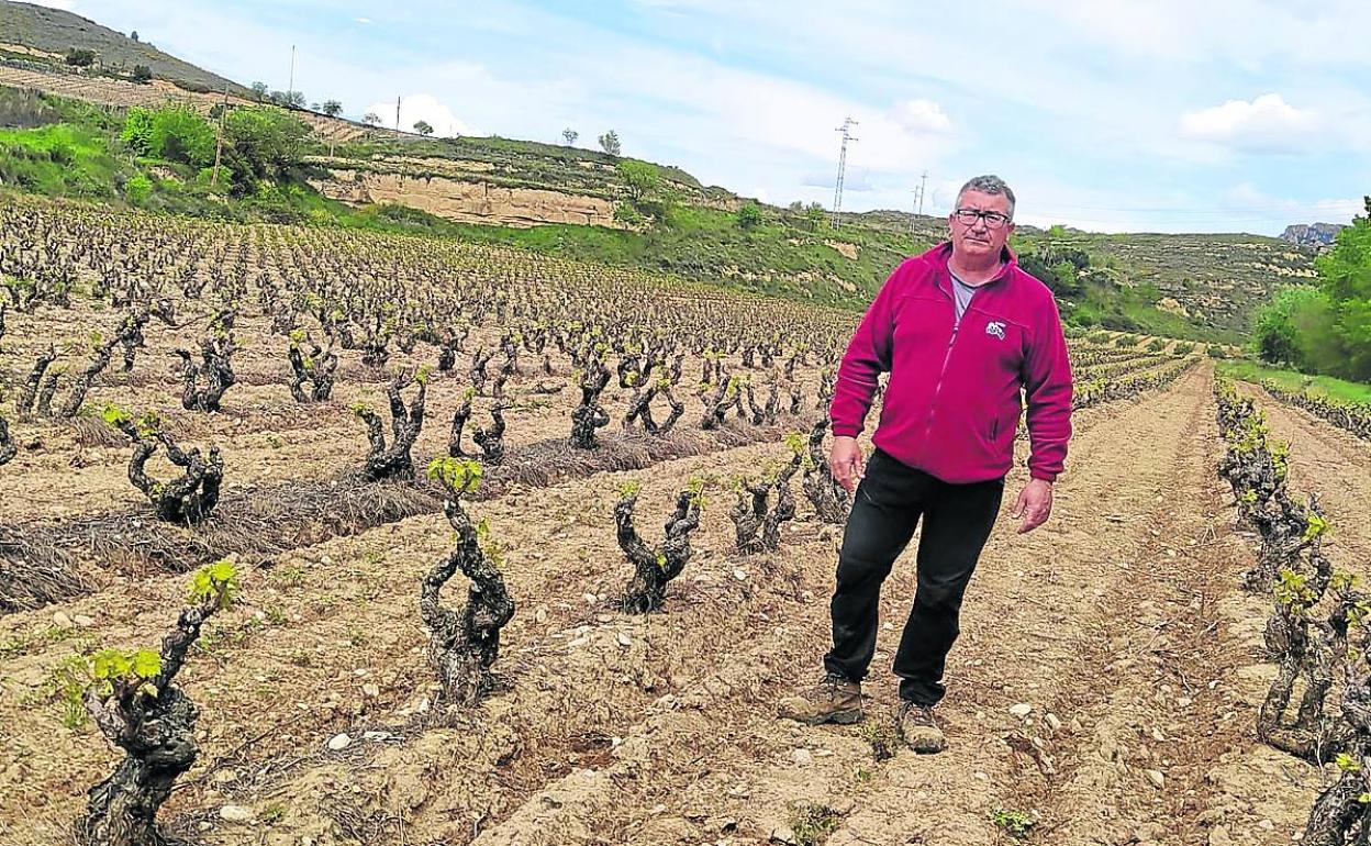 Salinas llega desde Briñas al Consejo Regulador por UAGR