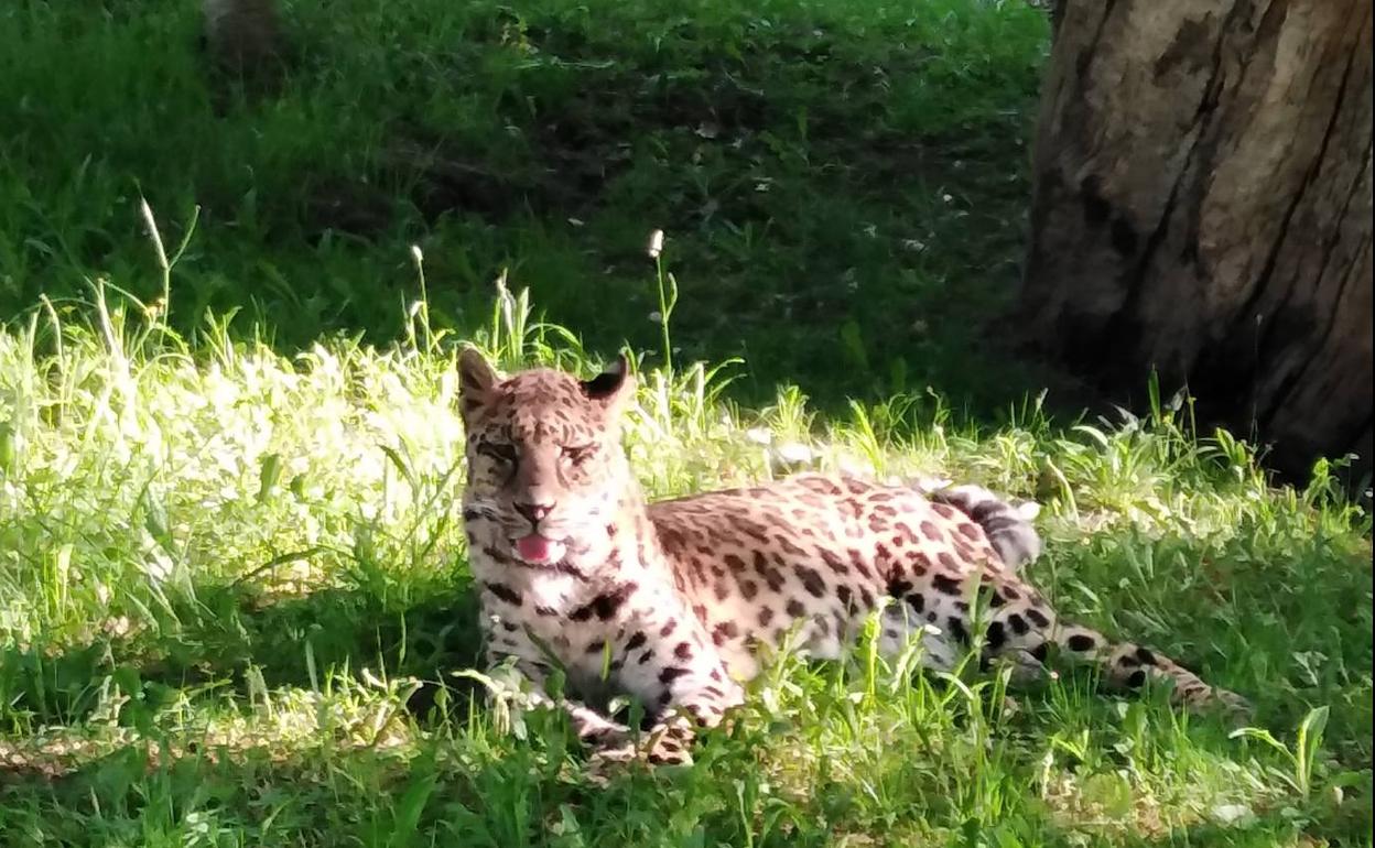 La nueva vida de Mahoni: la hembra de leopardo llega al Karpin tras ser exhibida en un circo y en espectáculos de magia