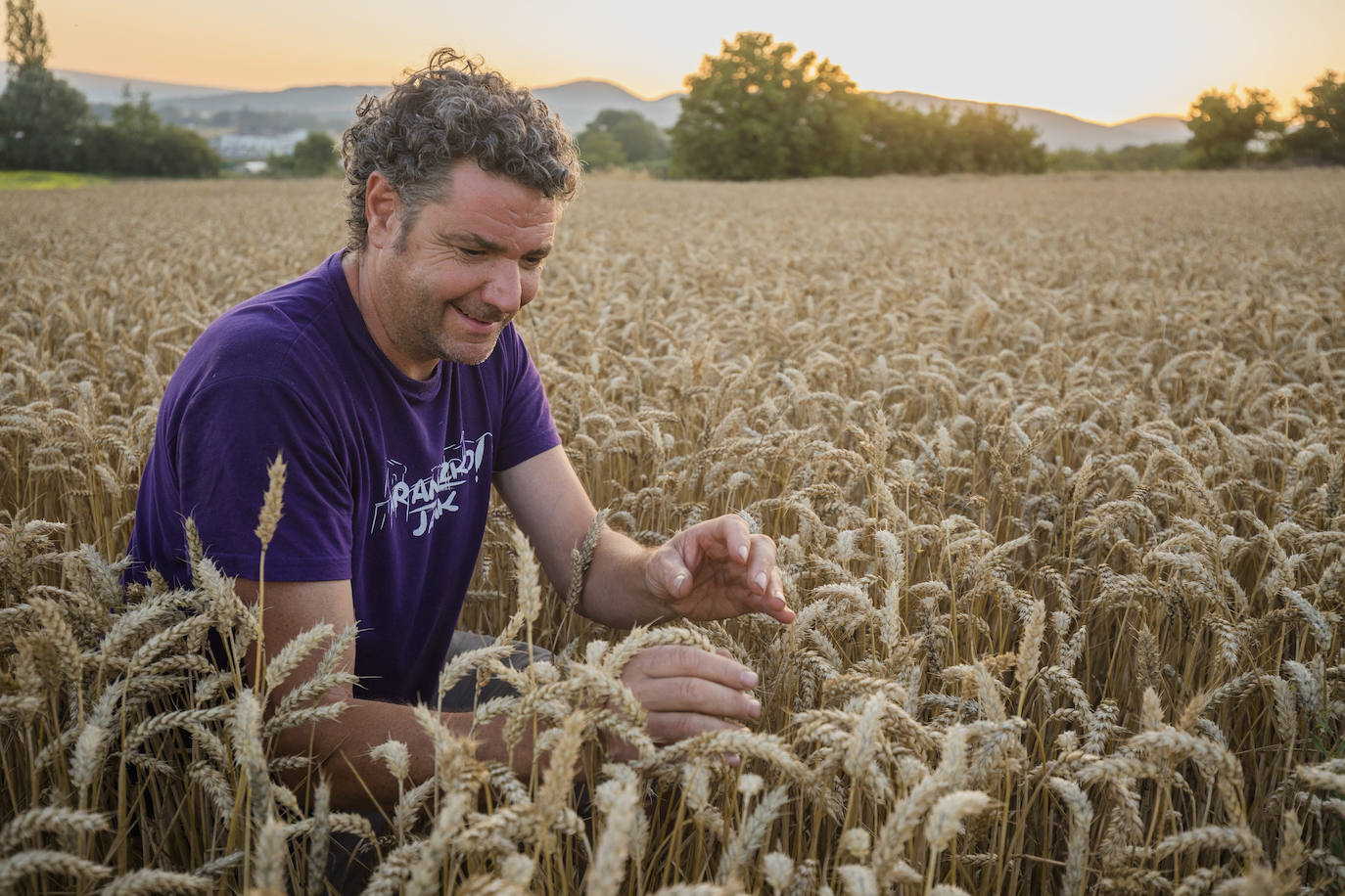 El labriego revisa sus espigas de trigo filón