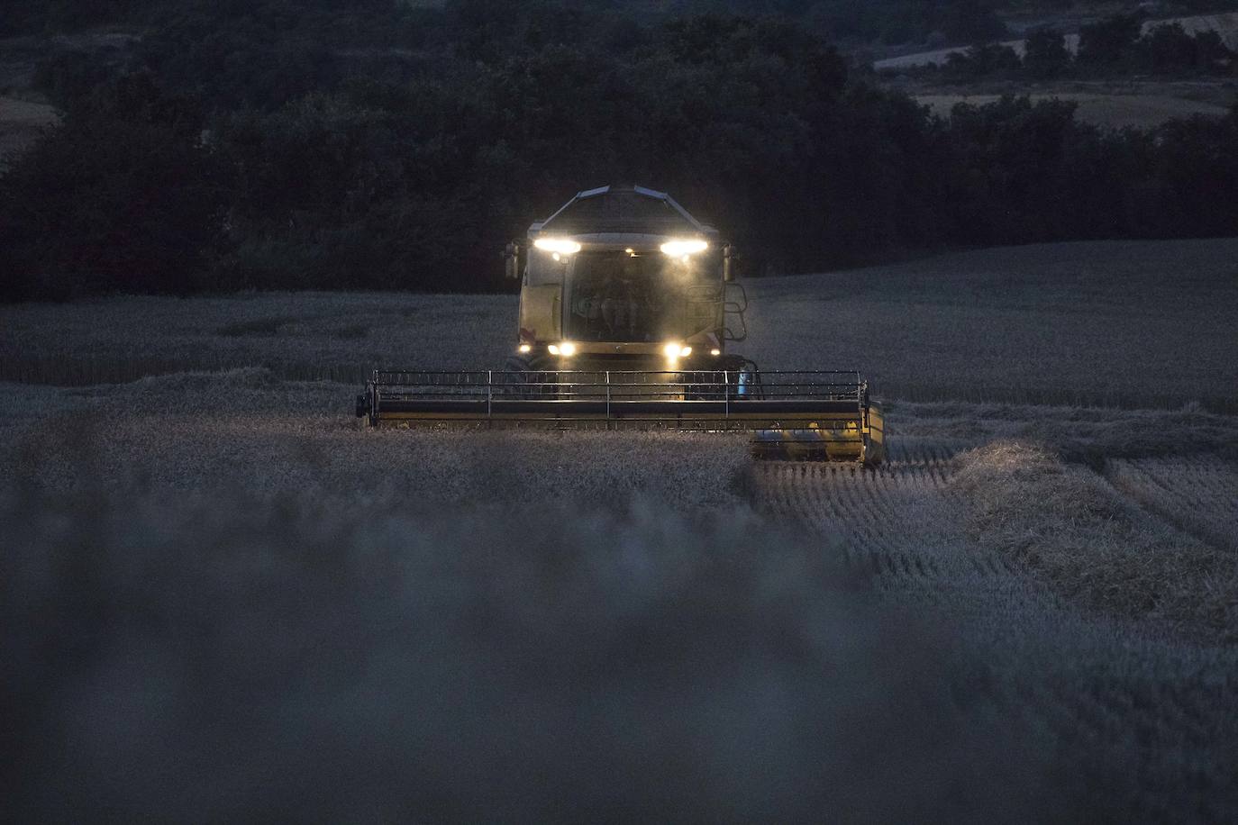 De noche, la cosecha continúa en la finca de 12 hectáreas
