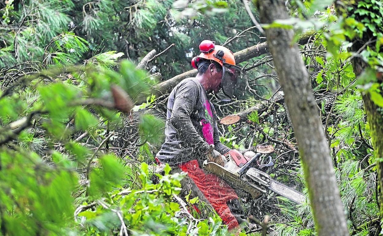 Un talador se emplea a fondo con la motosierra en un pinar de un monte de la localidad vizcaína de Etxebarria.