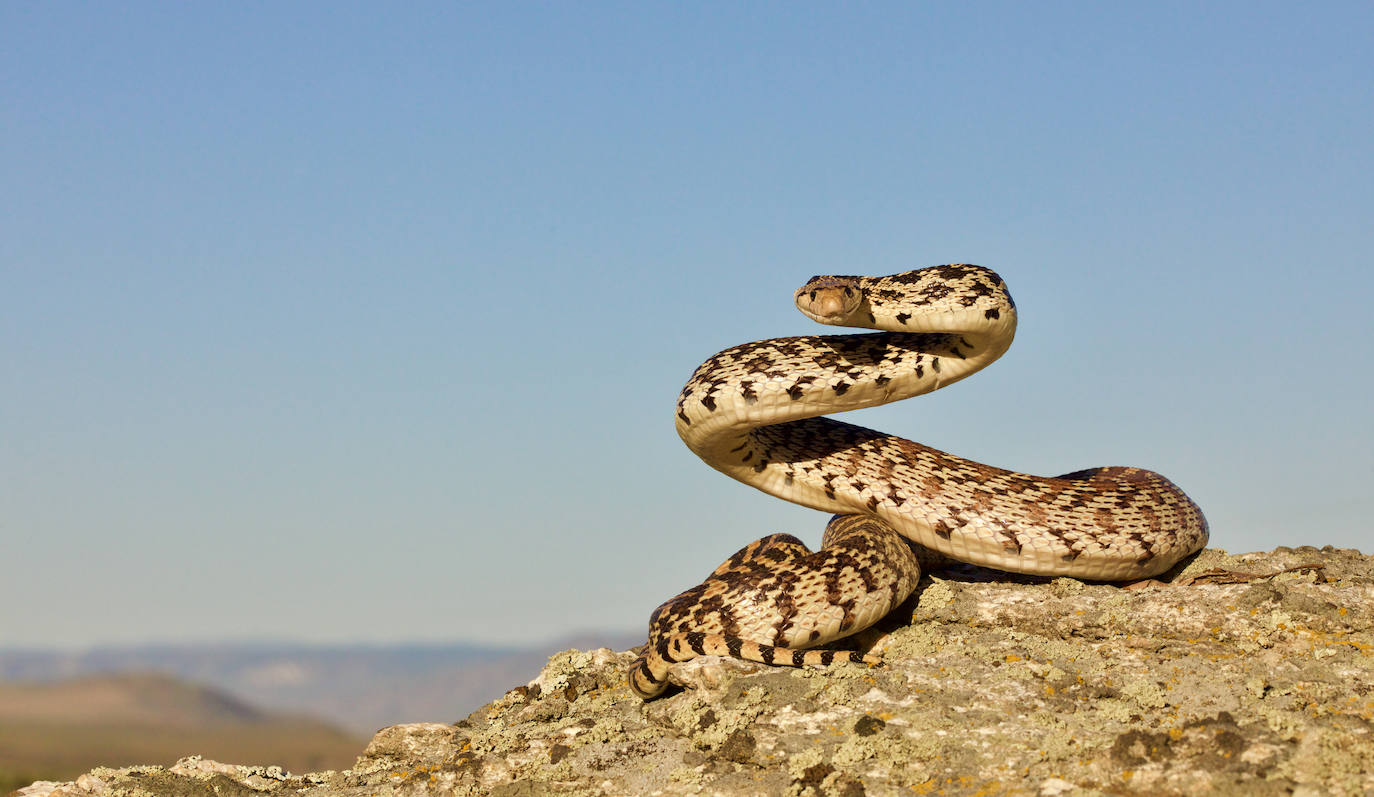 19 de septiembre. Día de la Concienciación sobre la Mordedura de Serpiente. Proclamado por le Organización Mundial de la Salud, su celebración busca concienciar sobre la incidencia de las consecuencias de las picaduras y enseñar a la población cómo prevenirlas.