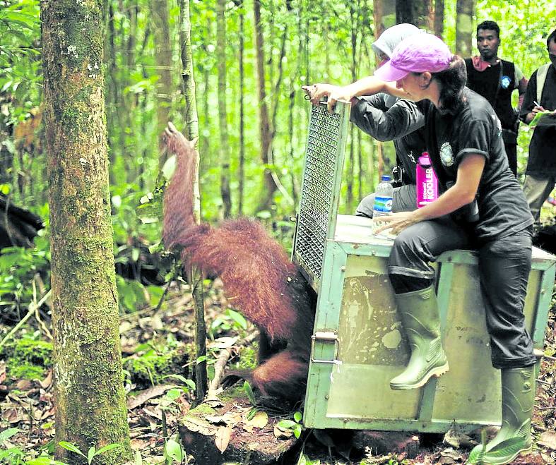 La veterinaria devuelve a un orangután rescatado a su hábitat natural, en la isla de Borneo. IAR 