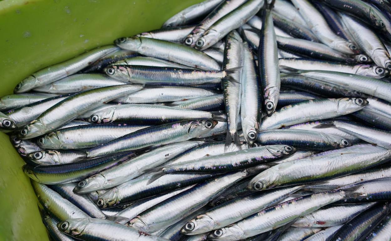 Anchoas depositadas en el puerto de Ondarroa. 