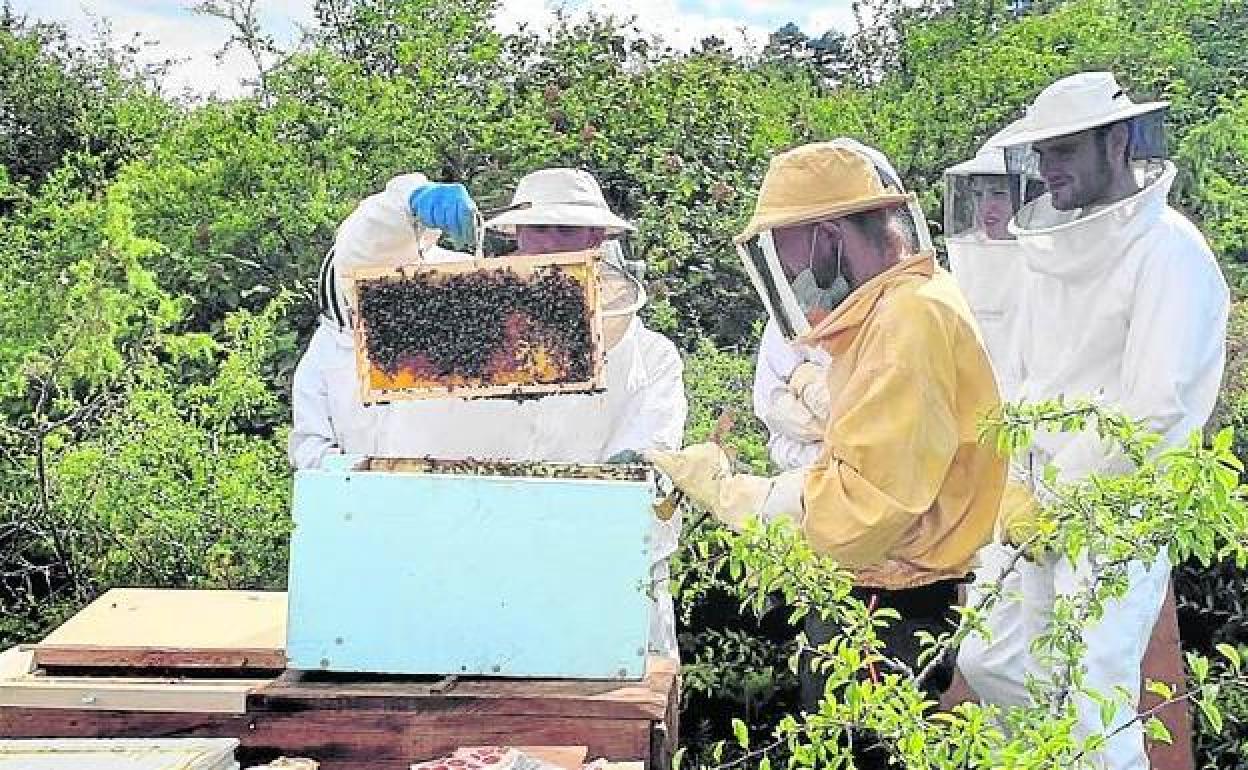 Manurga acoge el primer espacio para hacer 'baños de bosque'