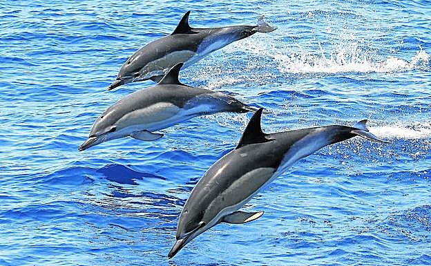 Tres delfines en pleno salto en las aguas de Bermeo. 