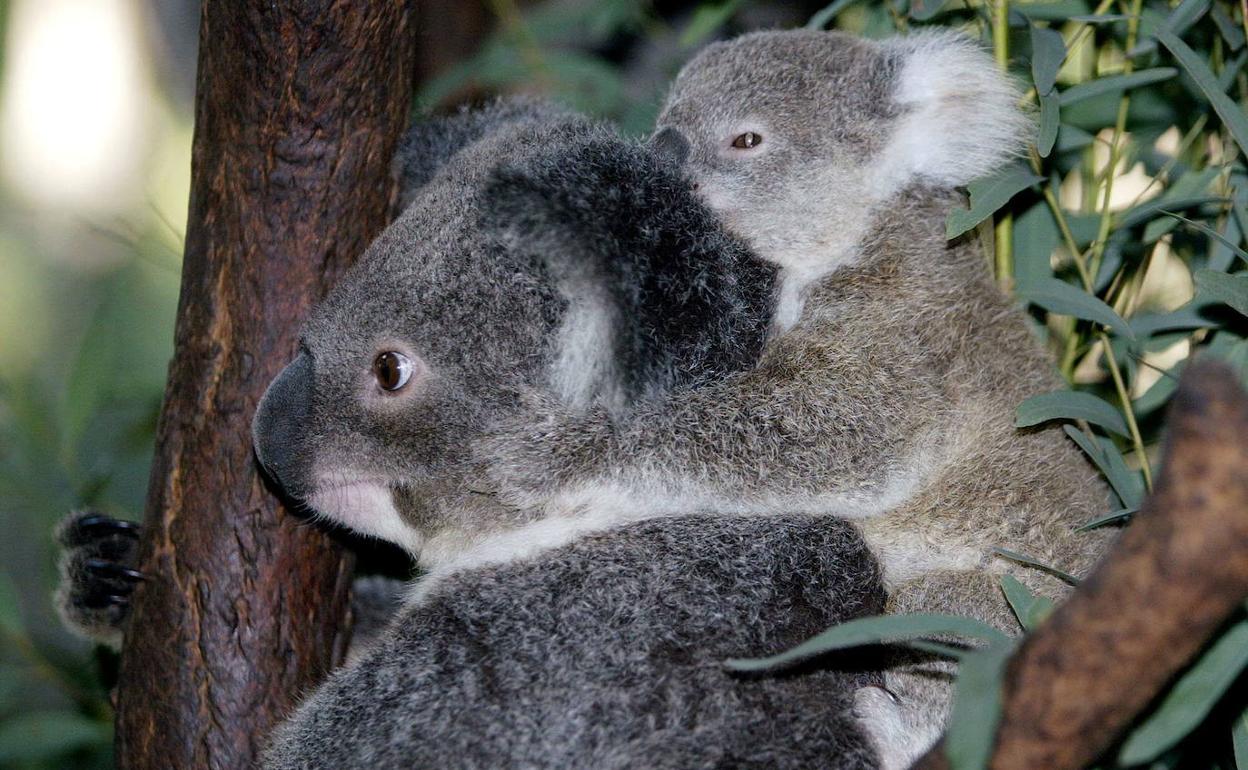 Todo es raro en el planeta rojo