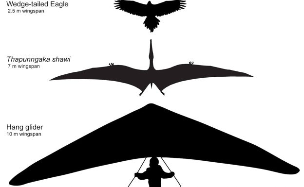 Comparativa de tamaños de una águila audaz, el nuevo pterosaurio y un ala delta. 