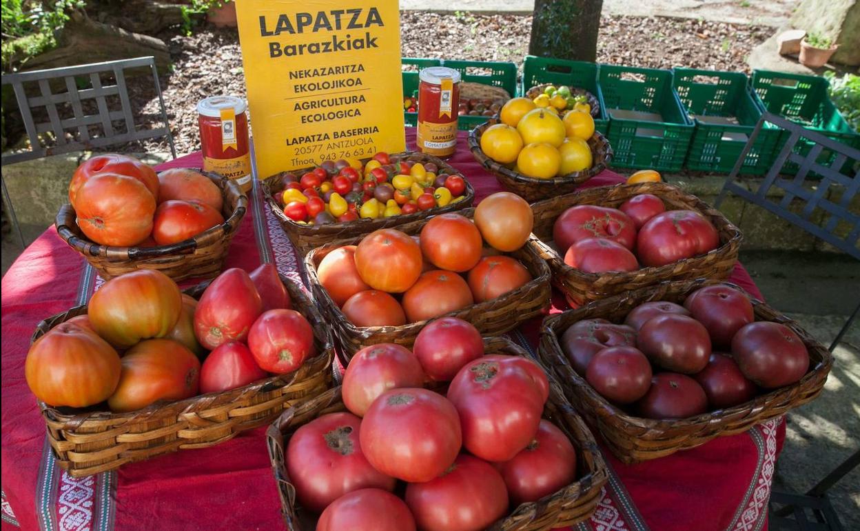 Tomates autóctonos cultivados por el baserritarra de Antzuola Tomás Larrañaga. 