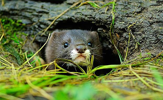 Un vídeo ha confirmado la presencia de tres nuevas crías en el Anillo Verde de Salburua.