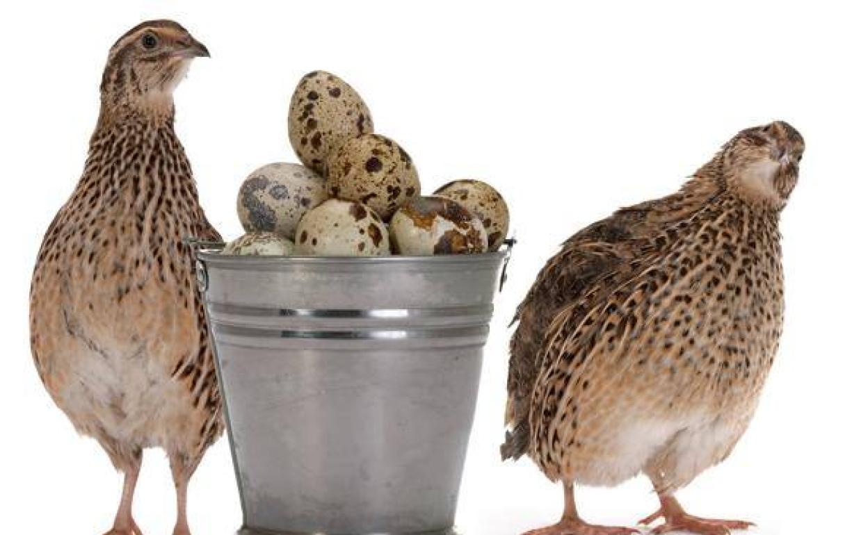 Se mueven las codornices