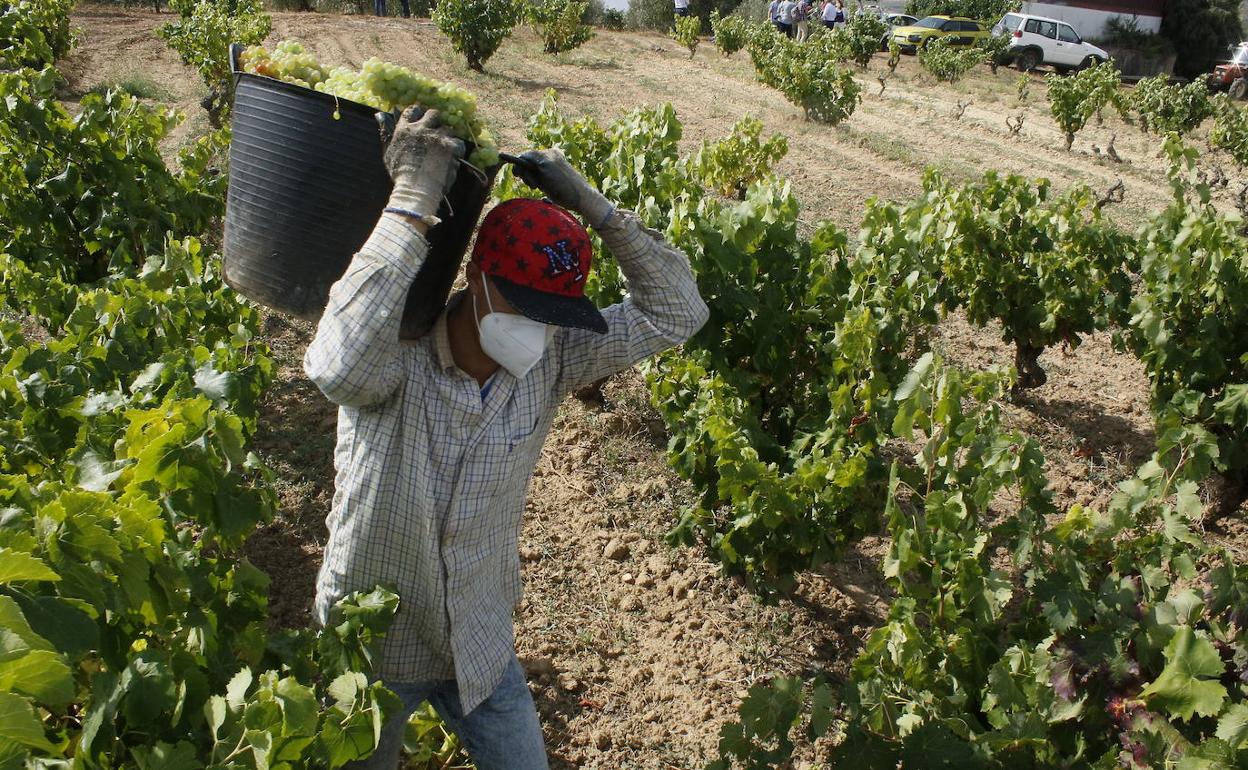 Un momento de la anterior vendimia en Rioja Alavesa.