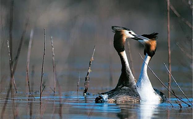 Somormujos en Mendixur.