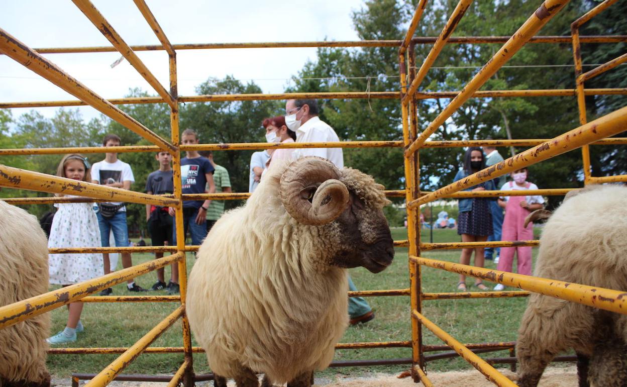 El parque Juan de Urrutia de Amurrio acogió ayer una exposición de las mejores ovejas alavesas. 