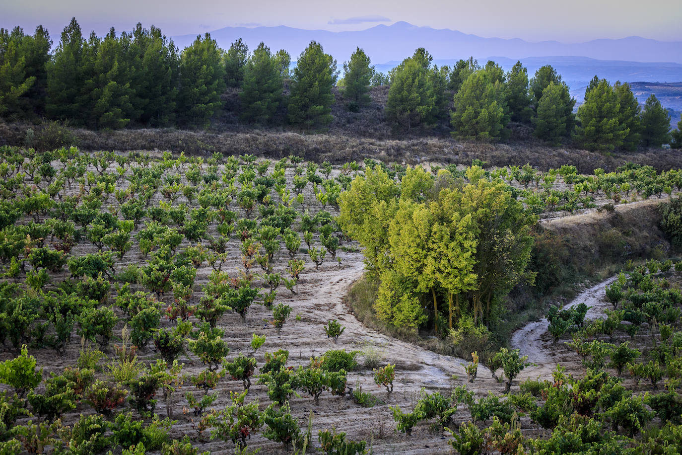 Para recolectar la uva tinta la bodega Luis Cañas todavía esperará una semana