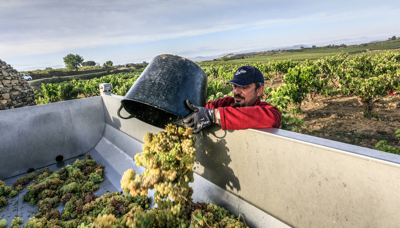 Los capazos son volcados en un remolque enganchado a un tractor