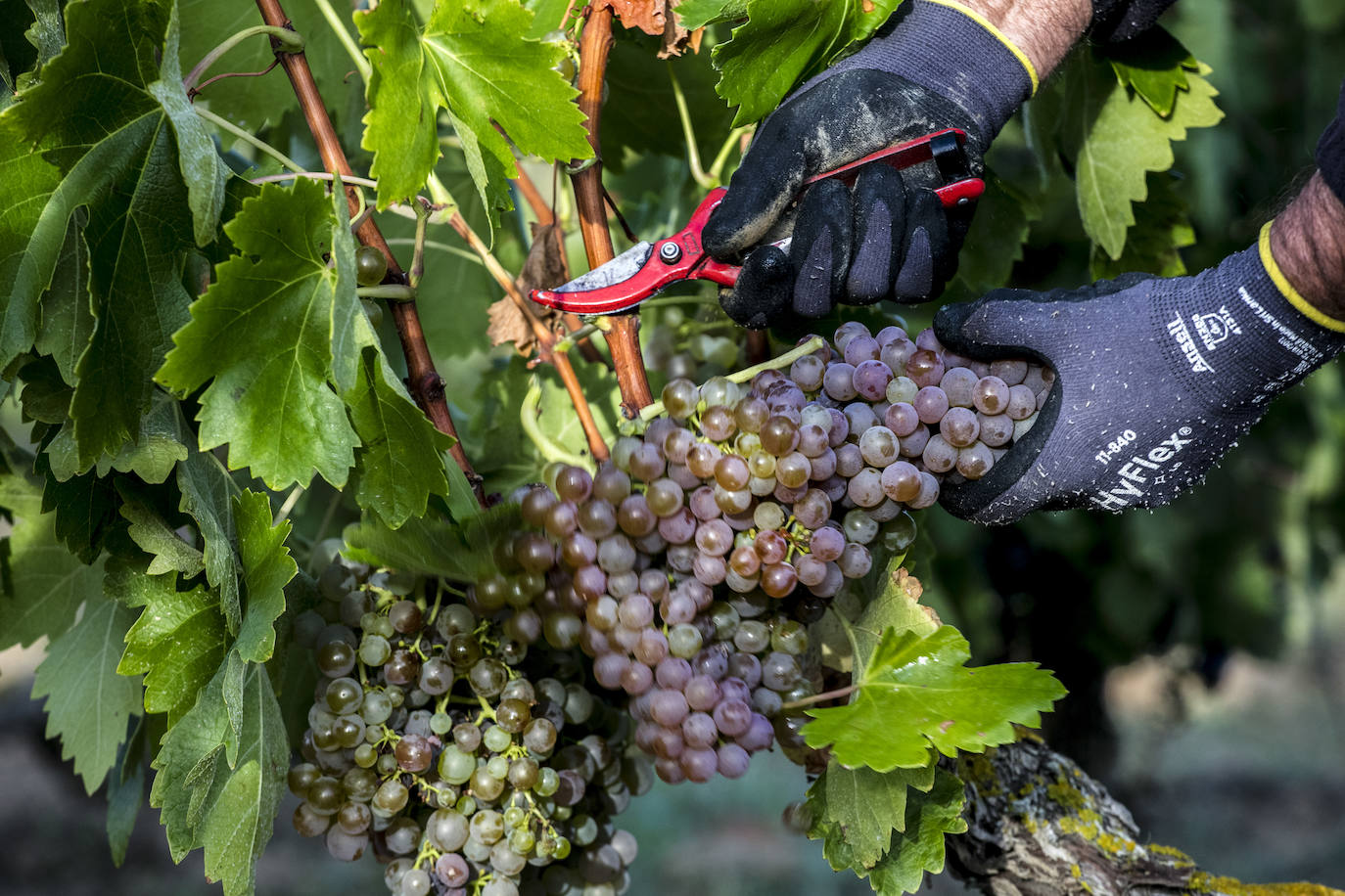 Racimos de uva blanca