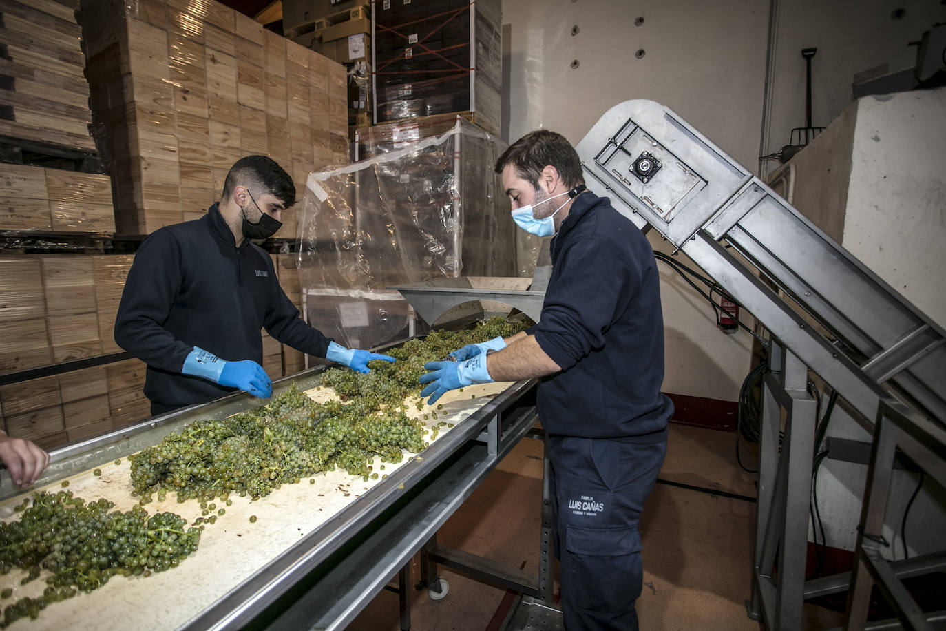 Una vez llega la uva a la bodega, los racimos pasan por un primer filtro