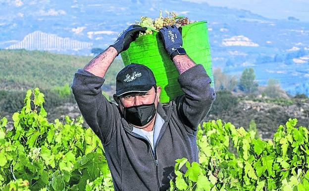 La hija mayor de Rodríguez también es temporera en Rioja Alavesa. 