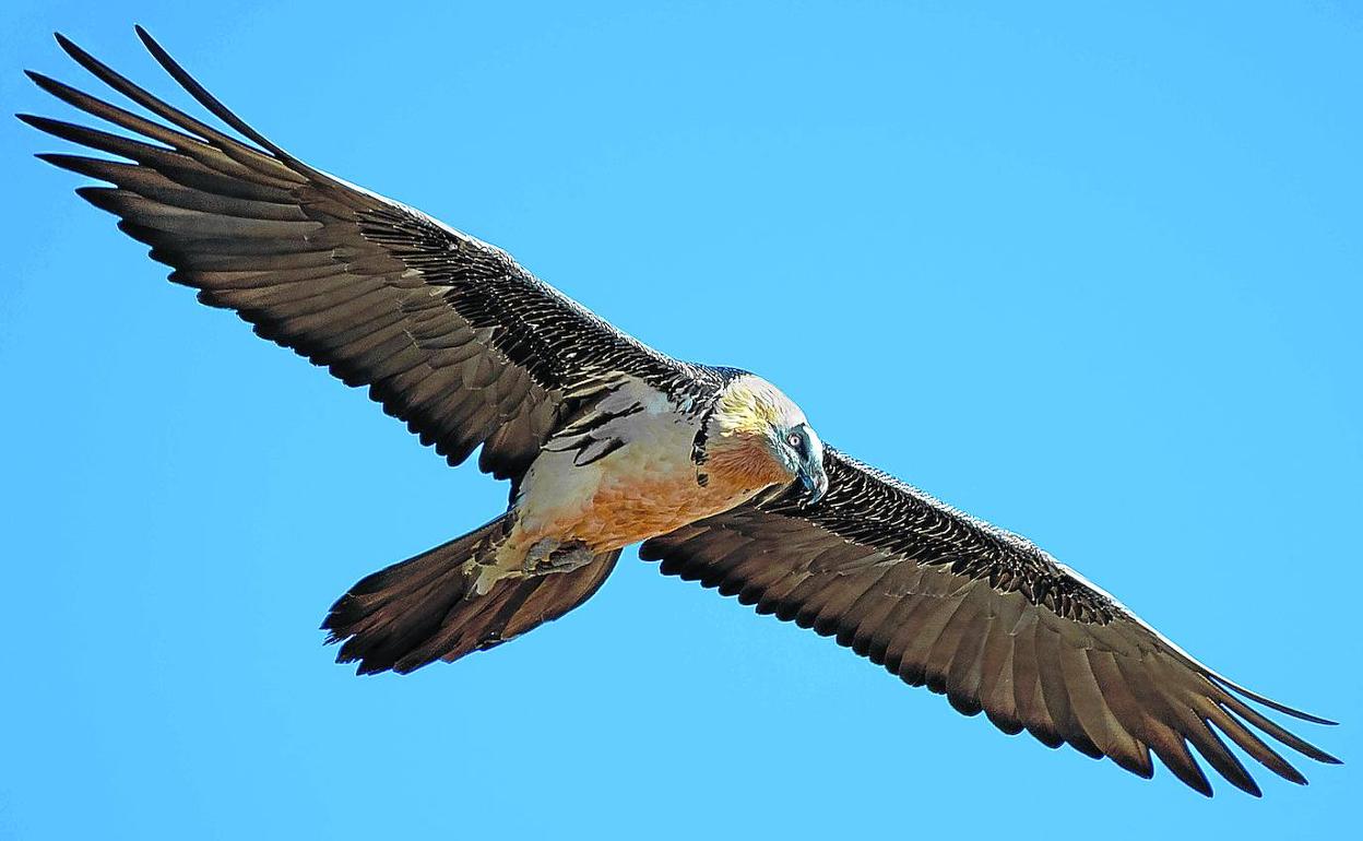 El último quebrantahuesos asentado en Álava murió hace varias semanas tras chocar contra un tendido eléctrico.