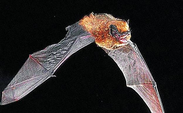 Más de 26 murciélagos frecuentan y anidan entre Arkamo e Iturrieta. 