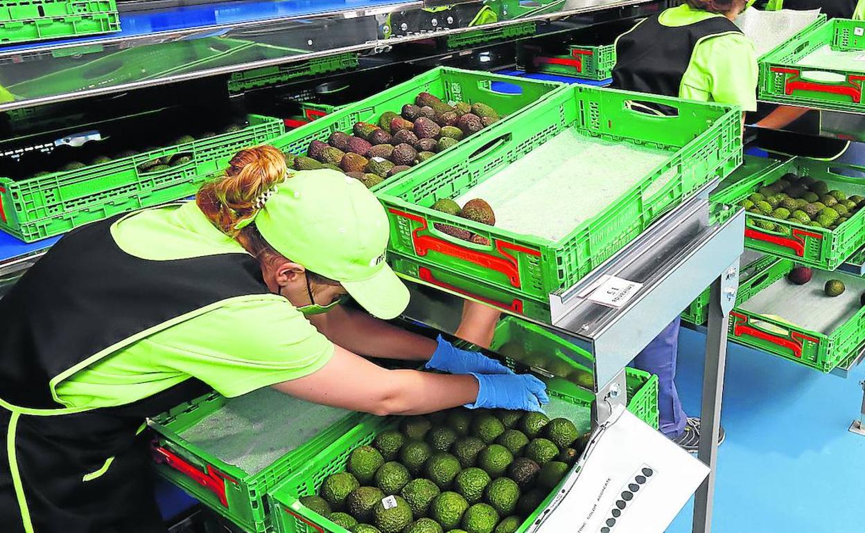 Tropical Miranda es una de las nuevas empresas que ha llegado últimamente a la ciudad, concretamente al polígono de Bayas. 