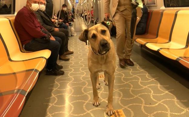 Boji, el perro callejero turista de Estambul que arrasa en Twitter y viaja en transporte público