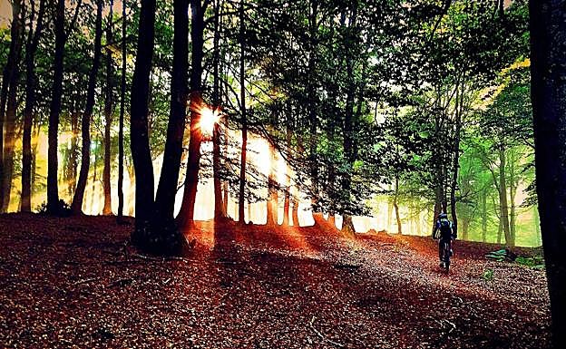 Un ciclista pedalea bajo las hayas de Las Burbonas.