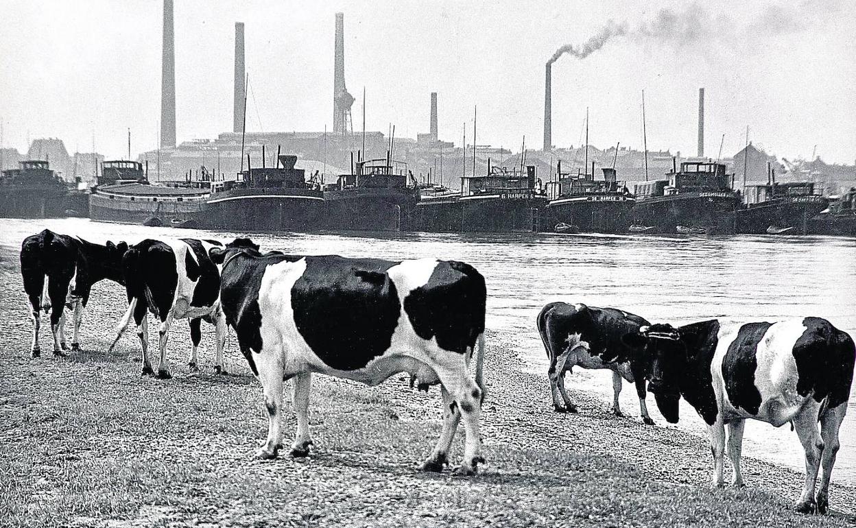 'Vacas en la desembocadura del Ruhr'. A. Renger-Patzsch. 1936. 