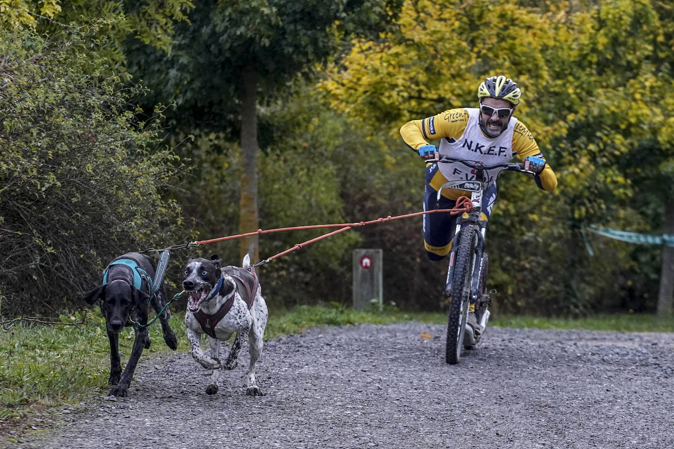 Fotos: El mushing toma el bosque de Armentia