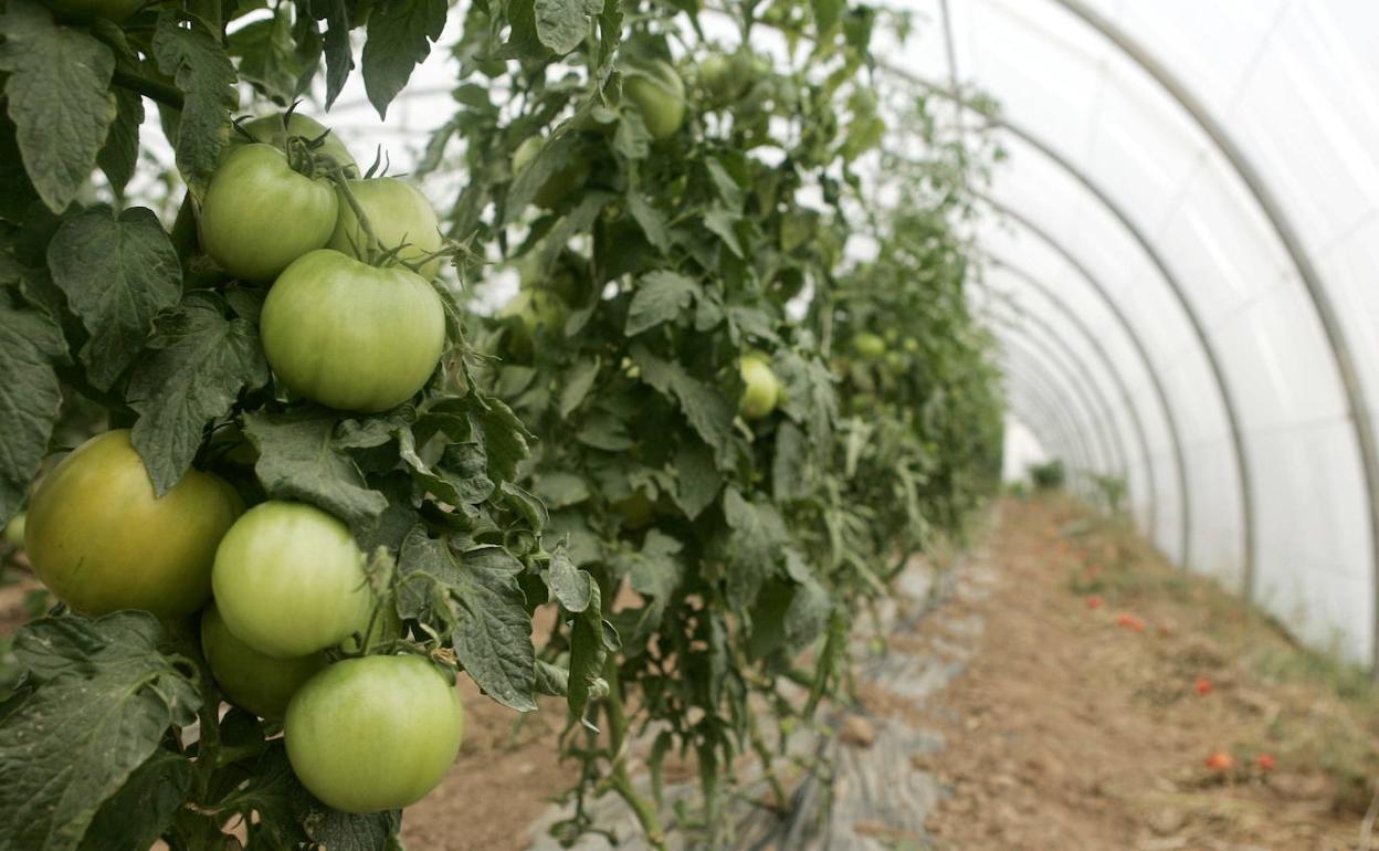 Bizkaia ha multiplicado por seis desde 2014 el campo reservado a agricultura ecológica