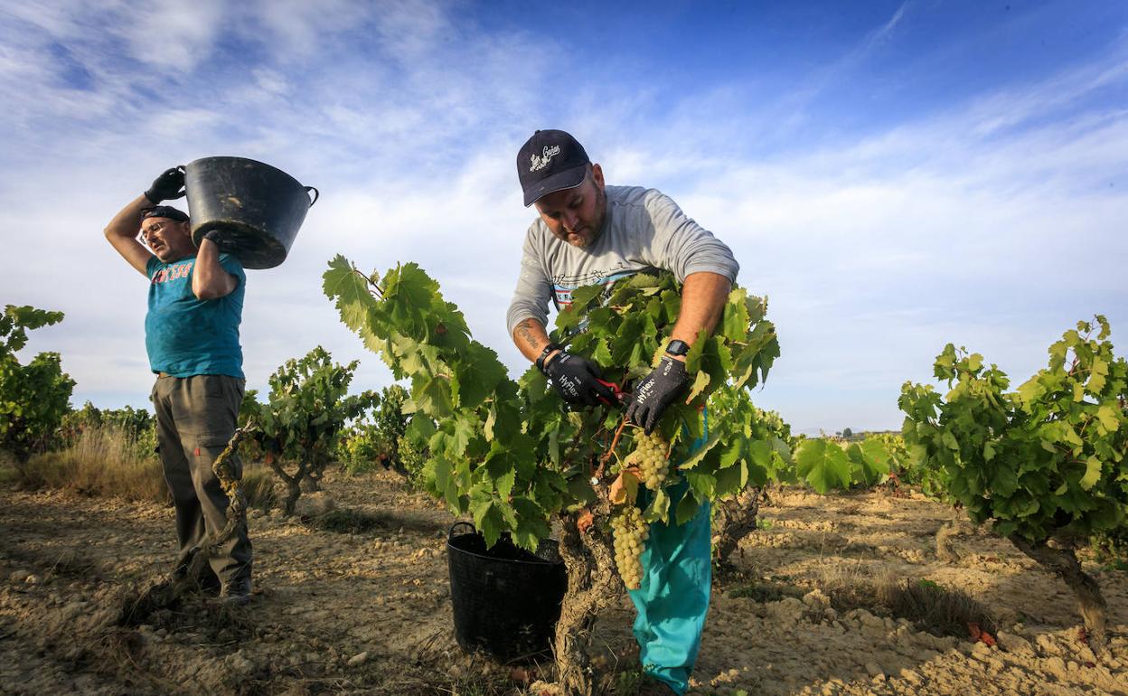 Rioja Alavesa fija en 0,70 euros el coste mínimo de producción de un kilo de uva en condiciones dignas