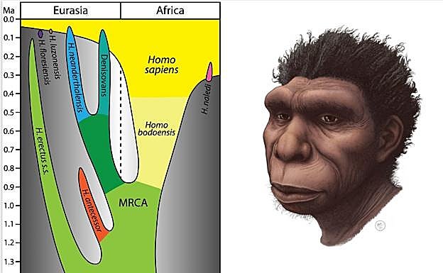 Árbol genealógico del género 'Homo' con la nueva especie en nuestra rama y, sin identificar, el último ancestro común (MRCA) entre neandertales, denisovanos y nosotros.