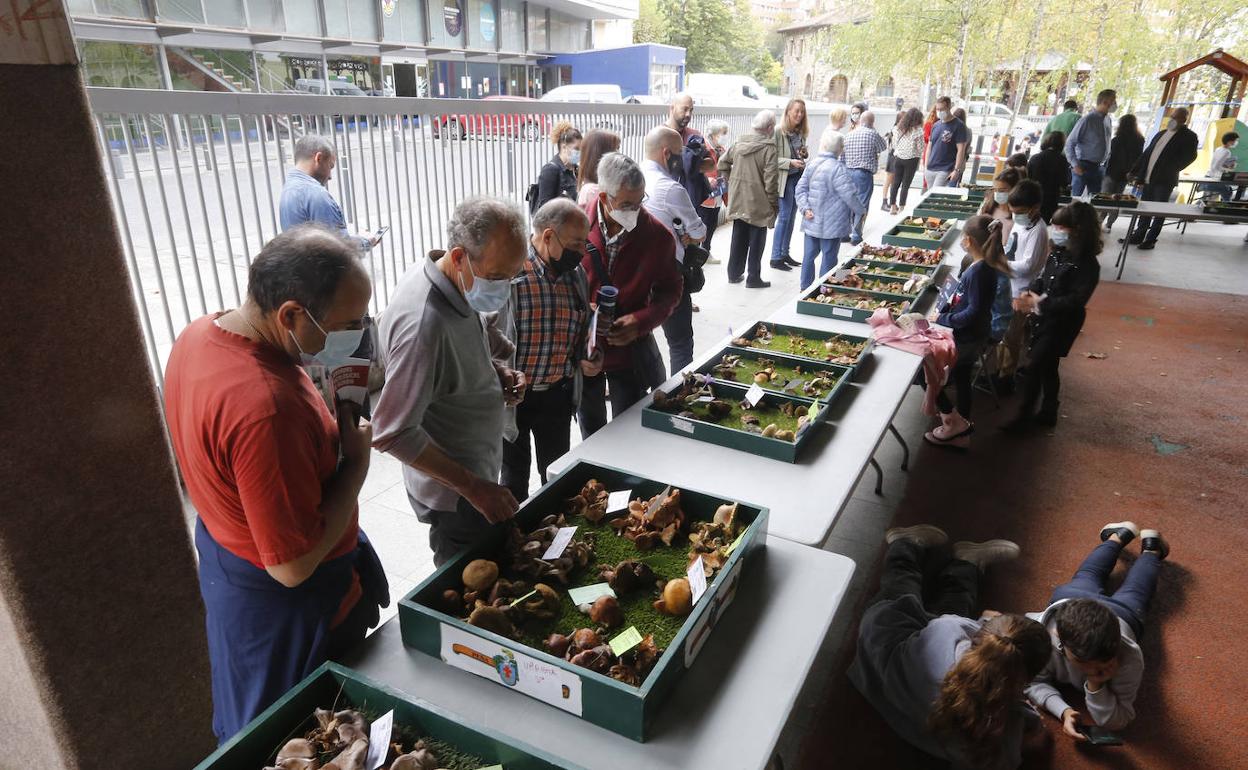 Las setas regresan a su cita de otoño con Galdakao